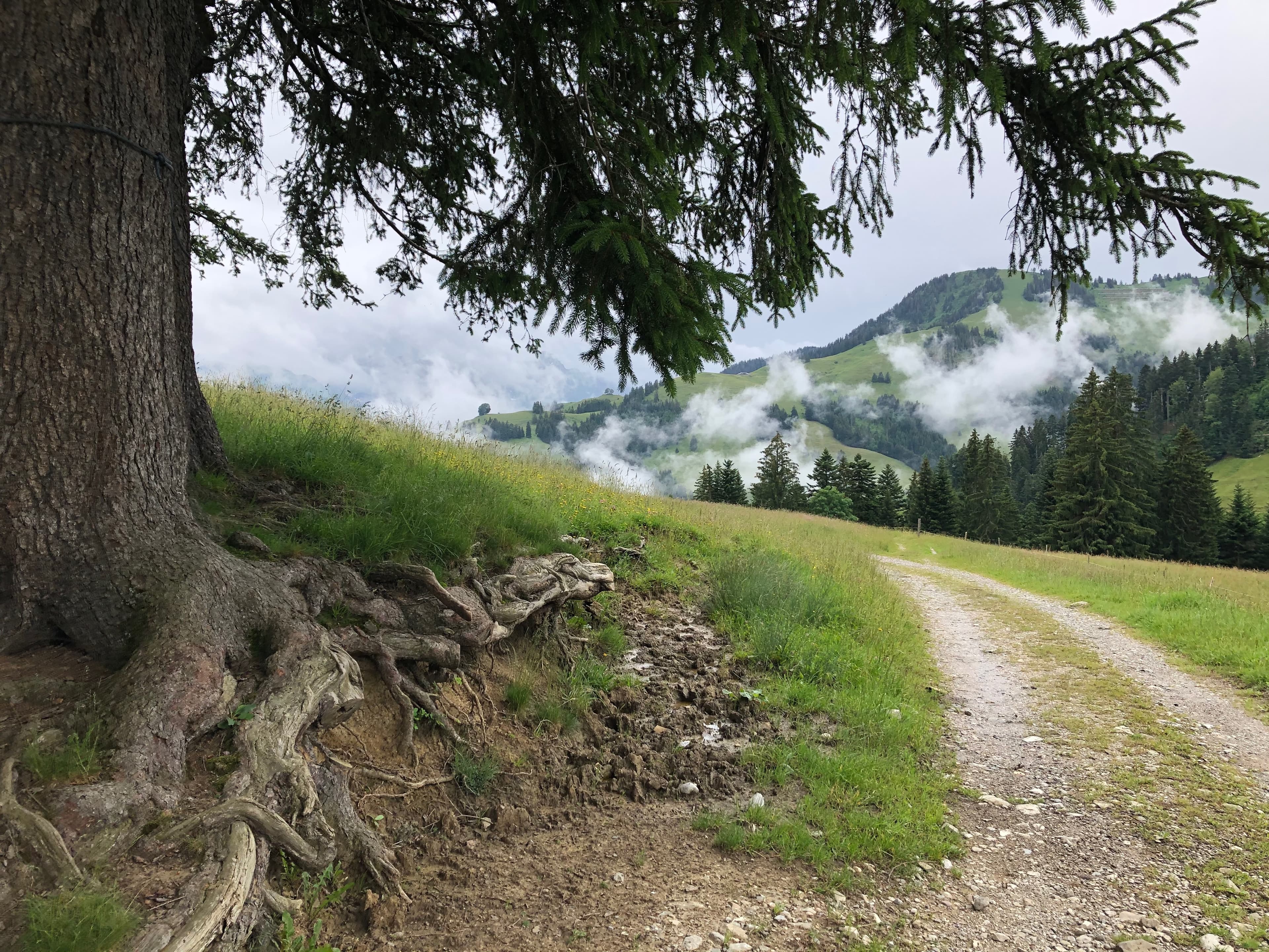 L'Arbre dans le yoga